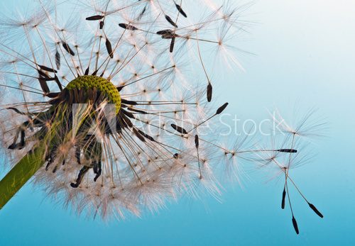 Dandelion: We fly away to fulfill wishes 
