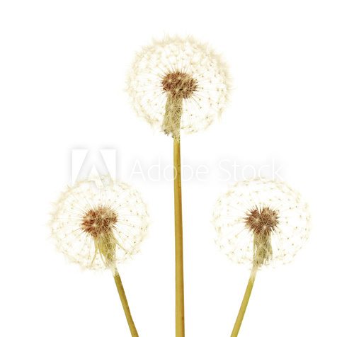 Dandelions isolated on white 