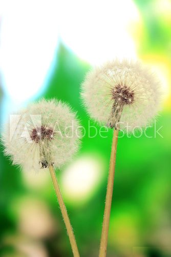 Dandelions on bright background 