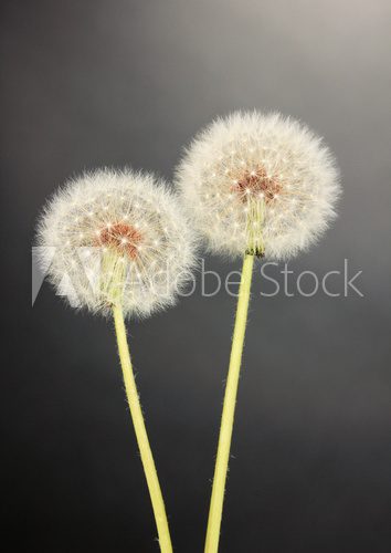 Dandelions on grey background 