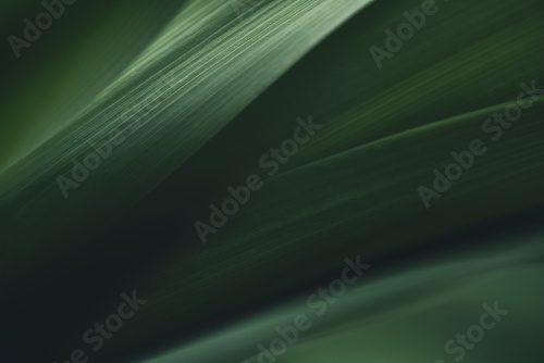 Dark green leaf texture, Natural green leaves using as nature background black wallpaper or tropical leaf cover page