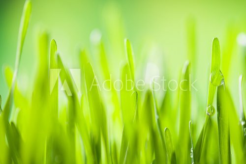 Detail of grass 