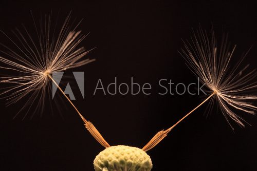 Detail of the Dandelion on the black Background 