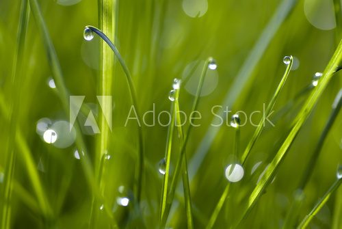 Dew drops on grass 