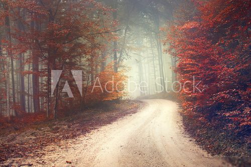 Dreamy forest road 
