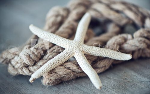 Dried Starfish Leaning Against Rope