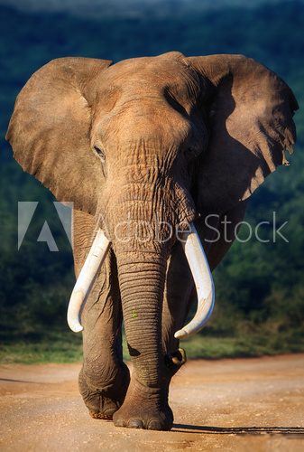 Elephant approaching 