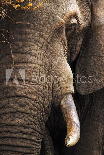 Elephant close-up portrait 