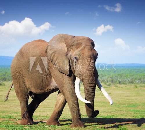 Elephant with large tusks 