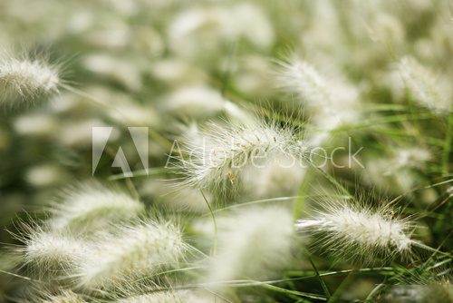 Feather grass 