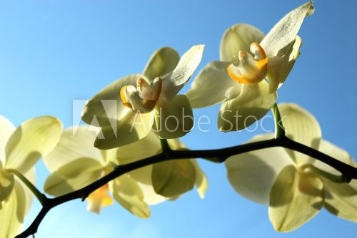 Fine branch of a blossoming yellow orchid 