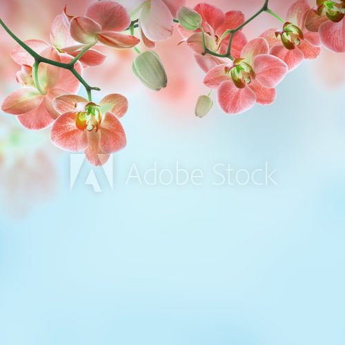 Floral background of tropical orchids 