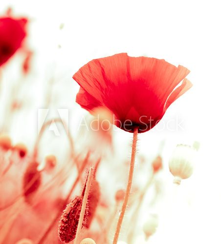 floral design, decoration flowers, red poppies - angle of page