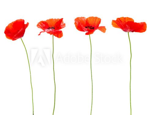 Floral design, spring flowers, poppies decoration