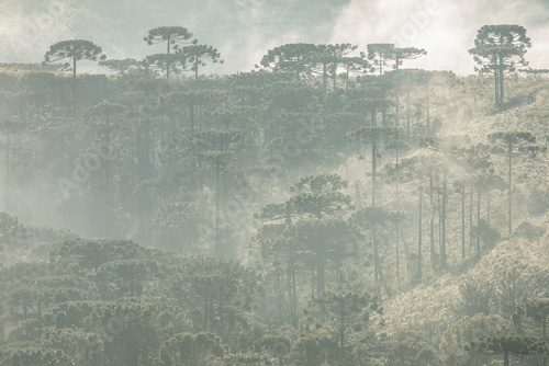 Floresta de Araucárias