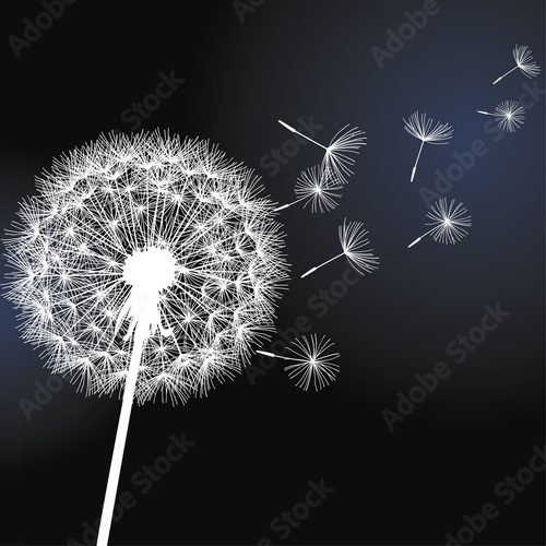 Flower dandelion on black background