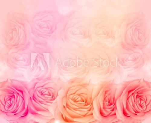 Flower rose background