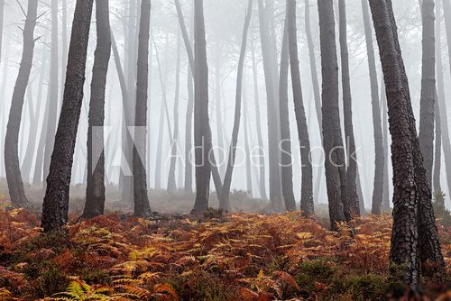 Foggy Forest 
