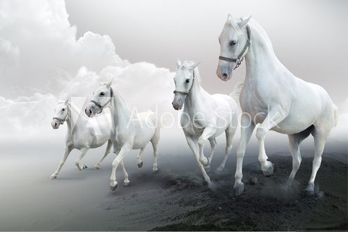 Four white horses