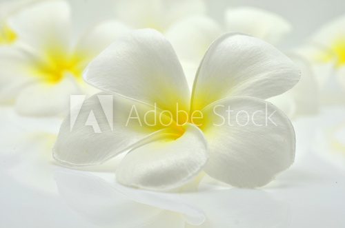 frangipani flower 