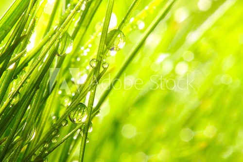 Fresh morning dew on a spring grass. 