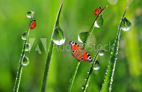 fresh morning dew with ladybirds and butterfly 