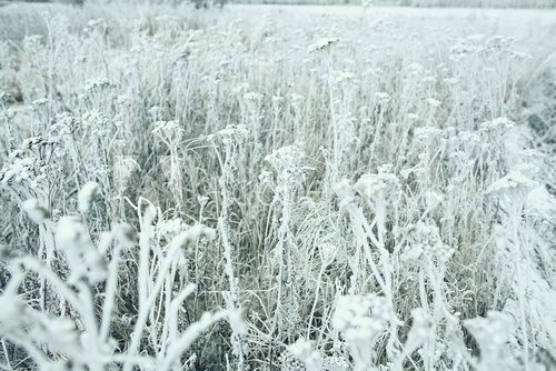 frozen grass and ground frost in winter 