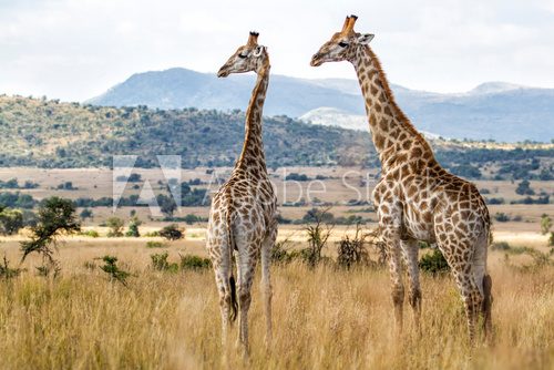 Giraffes in Pilanesberg National Park in South Africa
