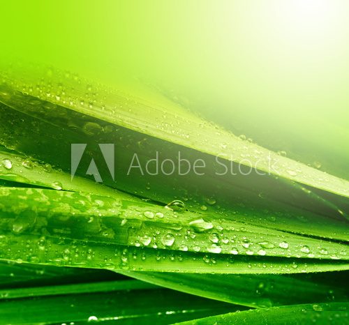 grass leaf with water drops 