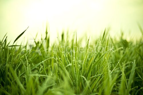 Grass With Dew Drops 