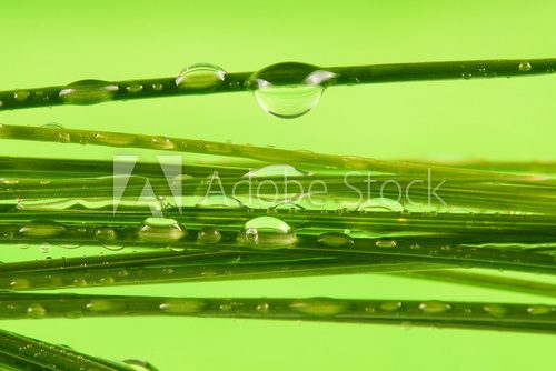 grass with dew drops macro 