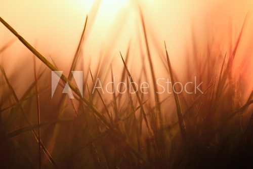 grasses back light 