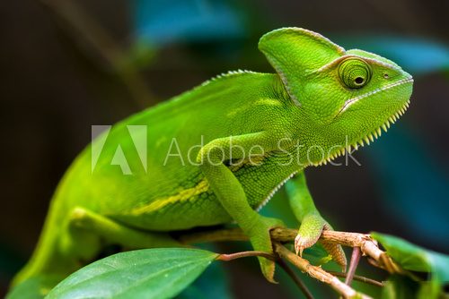 Green chameleon 