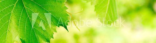green foliage banner background with vivid colors