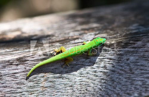 Green gecko 