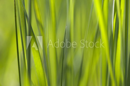 Green grass. 