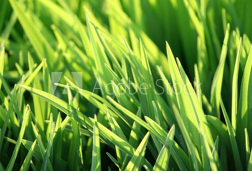 green grass and sunlight 