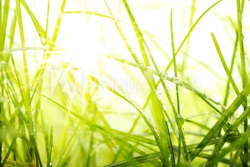 green summer grass and sunlight
