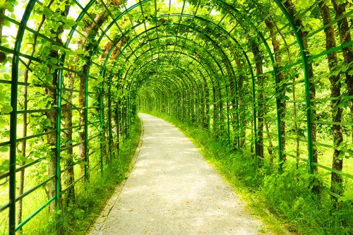 Green tunnel in fresh spring foliage. Way to nature. Natural background from beautiful garden.