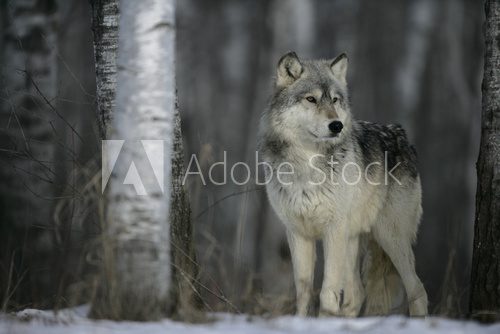 Grey wolf, Canis lupus 