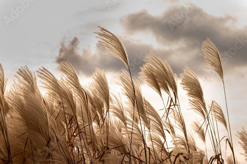 Herbstliche Gräser im Wind