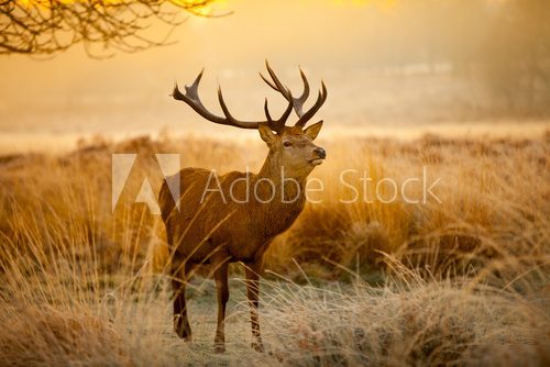 Herbstlicher Morgen im Wildniswald