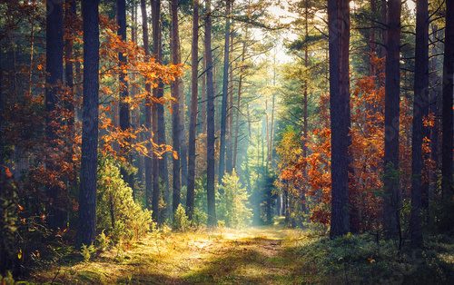 Herbstlicher Pfad im Sonnenlicht