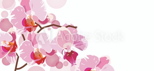 horizontal background with red orchids 