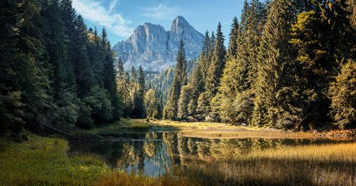 Idyllische Waldlandschaft mit Bergblick