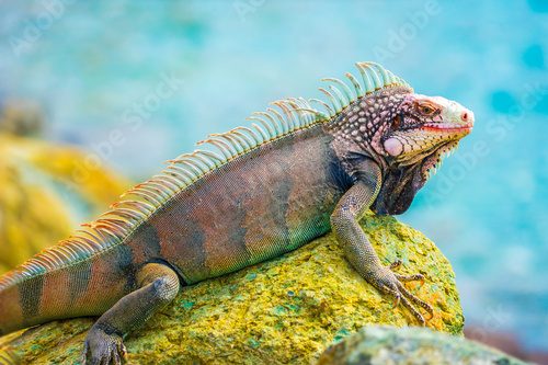 Imposanter Leguan in natürlicher Umgebung