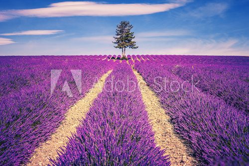 Lavender field and tree 
