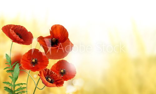 Lebendige Mohnblüten im Sonnenlicht