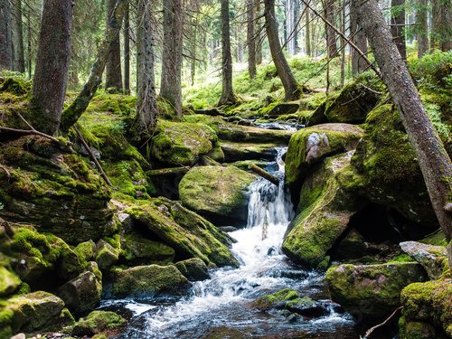 Lebendige Naturkraft im grünen Wald
