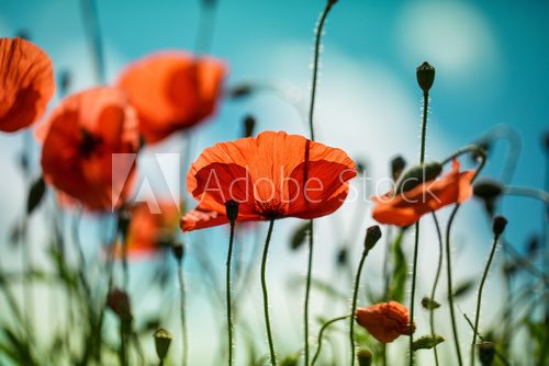 Lebhafte Mohnblumen im Sonnenlicht